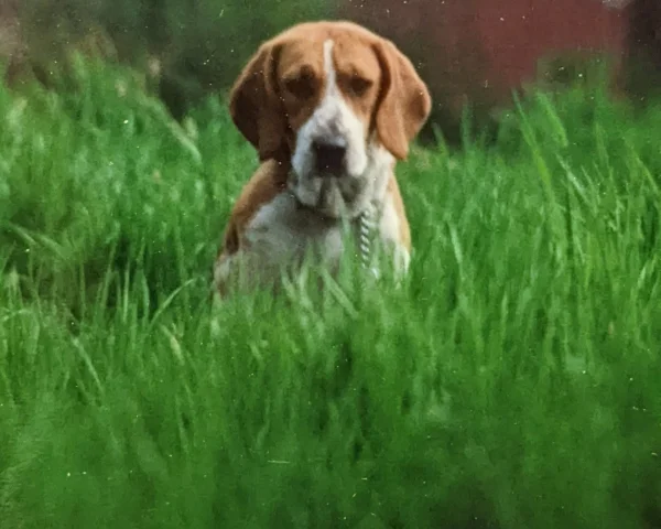 The pet I’ll never forget: Holly, the beagle who chewed her way through my home and into my heart