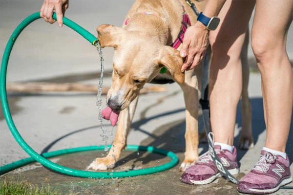 Beat the Heat: 7 Essential Tips to Keep Your Pets Cool and Safe