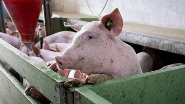 Spanish Pork Industry Faces €600M Crisis as African Swine Fever Threatens Europe's Largest Producer