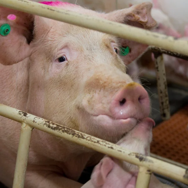 Hidden Truths: What the Meat Industry Hides from Consumers