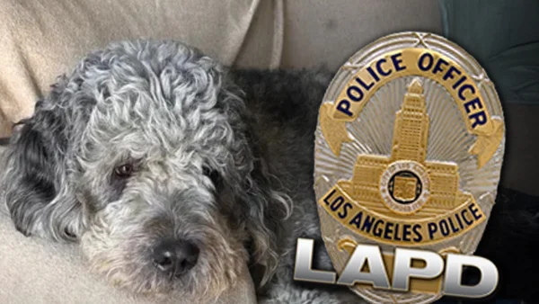 Family of Dog Fatally Shot by LAPD Vows to Sue Unless Department Takes Responsibility