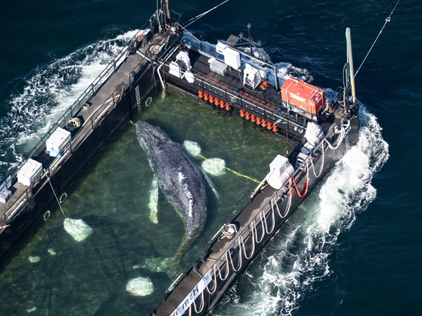 Humpback Calf Timmy Returns to Open Waters After Repeated Strandings