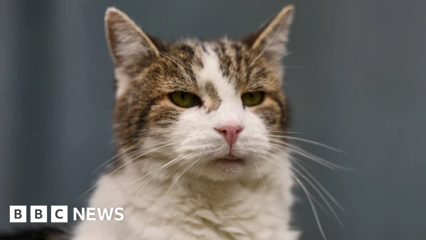 Flea Treatment Crackdown: UK Considers Prescription-Only Pet Products to Protect Wildlife