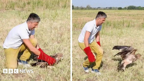 Rare Eagle's Daring Rescue: From Captivity to Freedom