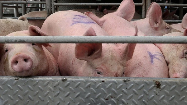 Philippine Pork Exports to China: Ban Unlikely to Impact Trade, Says BAI
