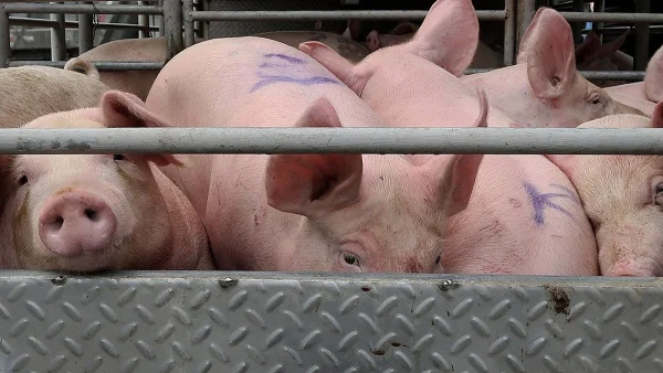 Philippine Pork Exports to China: Ban Unlikely to Impact Trade, Says BAI