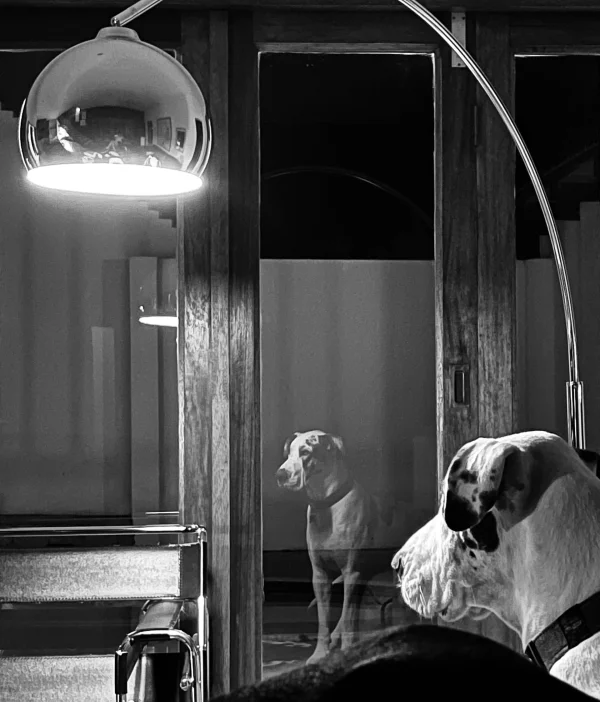 A Great Dane’s Quiet Contemplation: Photographer Captures Dog Staring at Dam