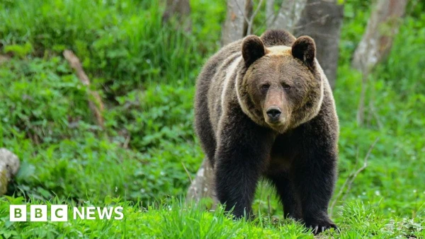 Poland Bear Attack: Mother Killed in Remote Forest, Son Recalls Final Moments
