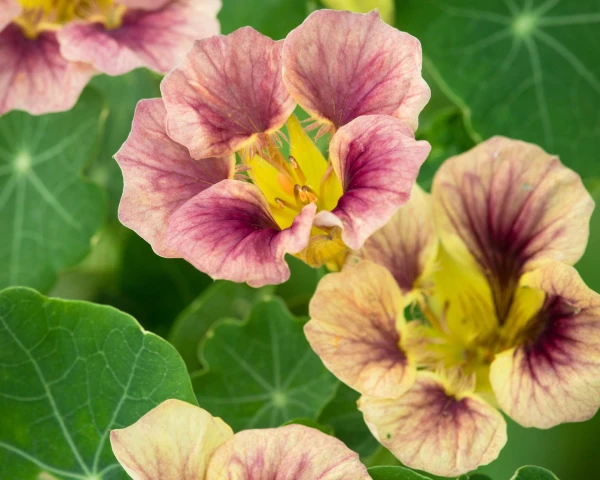 Plant Nasturtiums Now for a Burst of Summer Color and Edible Blooms