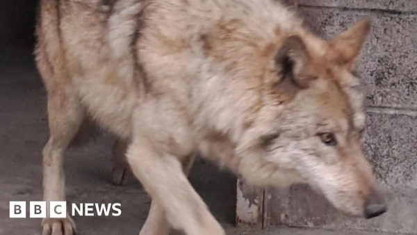 Elusive Korean Wolf Captured After Nine-Day Saga That Captivated a Nation