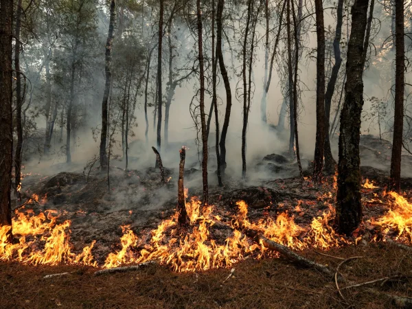 France Battles Historic Wildfires Near Paris as Heatwave Scorches Forest