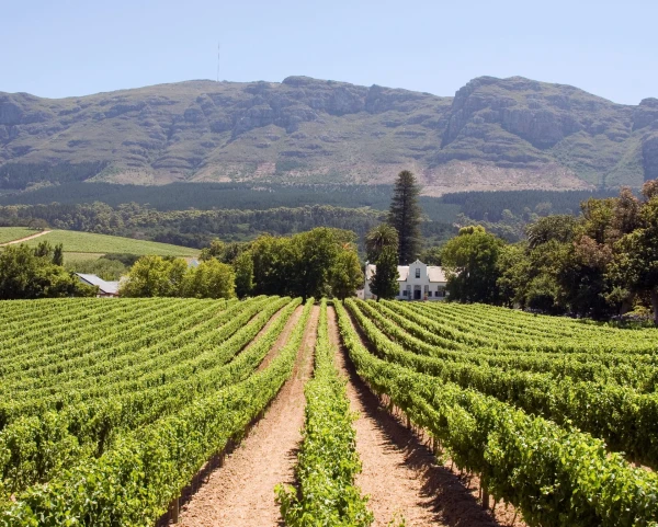 Chenin Blanc: The Tilda Swinton of Grapes Captivates Wine Lovers