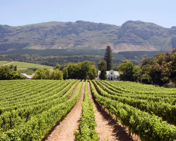 Chenin Blanc: The Tilda Swinton of Grapes Captivates Wine Lovers