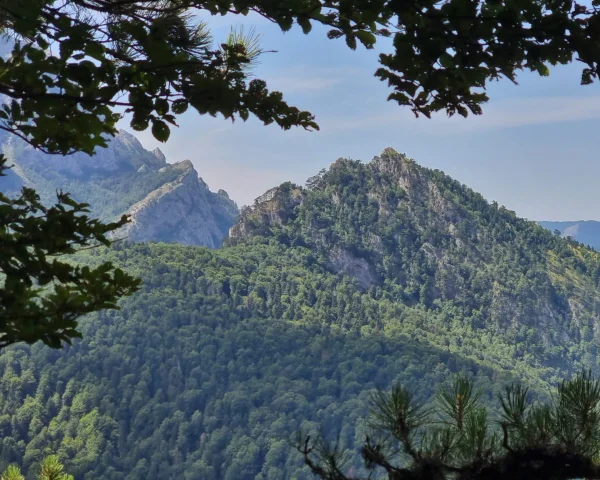 Tracking Bosnia's Brown Bears Through Europe's Ancient Forest
