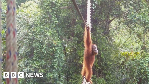 Brave Orangutan Crosses Canopy Bridge After Two-Year Wait, Reuniting Split Forest Community