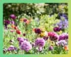 Spring Awakening: 15 Essential Tips to Transform Your Garden for the Season Ahead