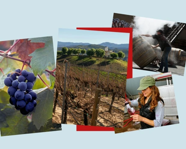 California's Liquid Legacy: How Diverse Terroir and Determined People Forged a Wine Wonderland