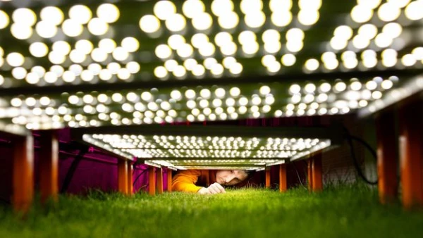 The Hidden Science Behind World Cup Pitches: How Grass Experts Are Engineering the Perfect Turf for 2026
