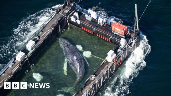Humpback Whale Towed from German Coast in Perilous Barge Rescue After Five Weeks Stranded