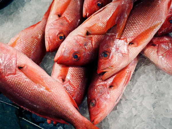 Trump Administration Expands Red Snapper Fishing, Sparking Overfishing Concerns