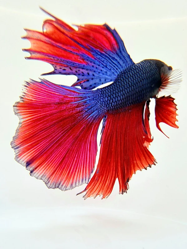 ‘I filled a white ceramic bowl and carefully placed the fish inside’: Rashid Sheriff’s best phone picture