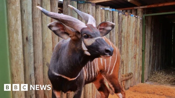 Rare Mountain Bongos Return to Kenya in Historic Repatriation from Czech Zoo