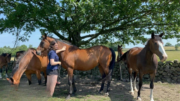 Livery bookings rise as horse owners struggle with costs