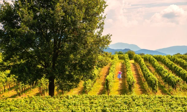 Beyond the Hype: Why Cheaper Wines from Overlooked Regions Are the Smart Choice