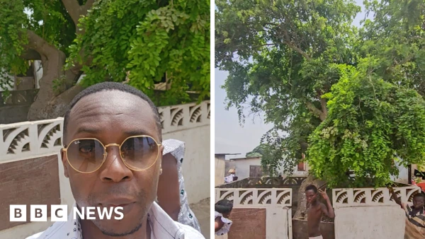 Centuries-Old Tree in Ghana Holds Family's Origin Story