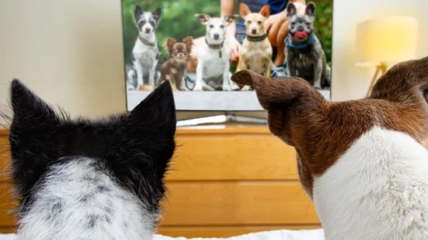 Canine Screen Time: The Surprising Boom in Dog TV and What Science Says
