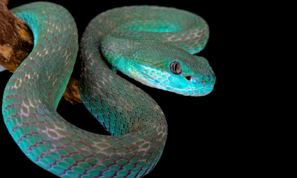 Slithering Solvers: Can You Outsmart a Snake?