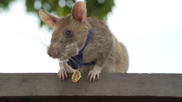 Hero Rat Honored: Cambodia Unveils Monument to Landmine-Sniffing Legend Magawa